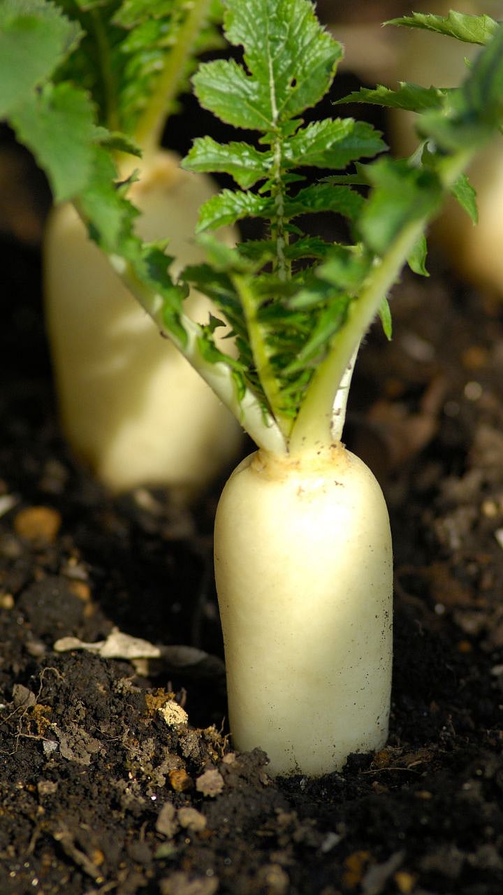 Radish Health Benefits: मुळा कोणत्या आजारांवर आहे गुणकारी? 3 Radish Health Benefits