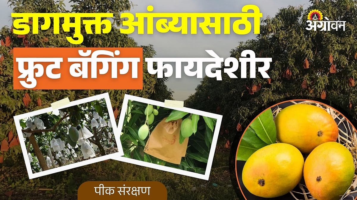 benefits of fruit bagging: डागमुक्त आंब्यासाठी फ्रुट बॅगिंग फायदेशीर ...