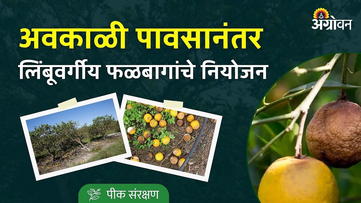 citrus disease control after rain: अवकाळी पावसानंतर लिंबूवर्गीय ...