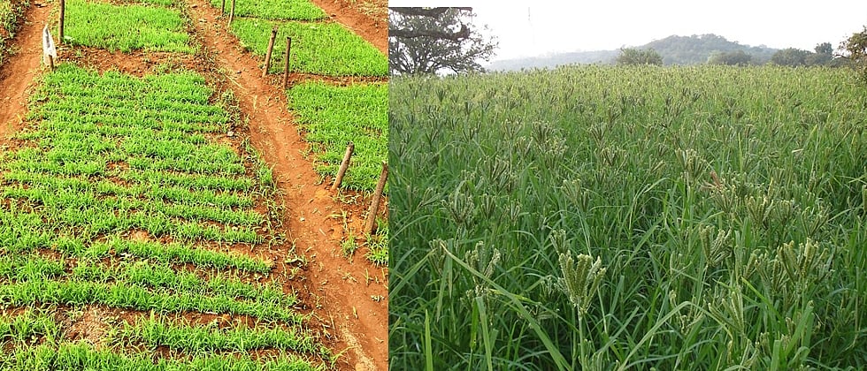 Summer Ragi Cultivation : उन्हाळी नाचणी उत्पादनाच्या यशाचे गमक|Summer ...