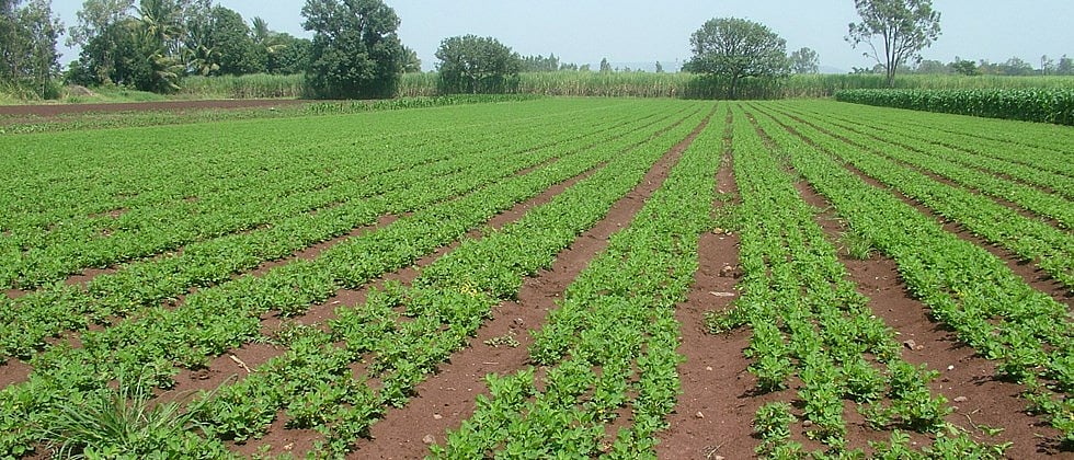 Groundnut Cultivation : या पद्धतीने करा उन्हाळी भुईमुगाची लागवड|Summar ...