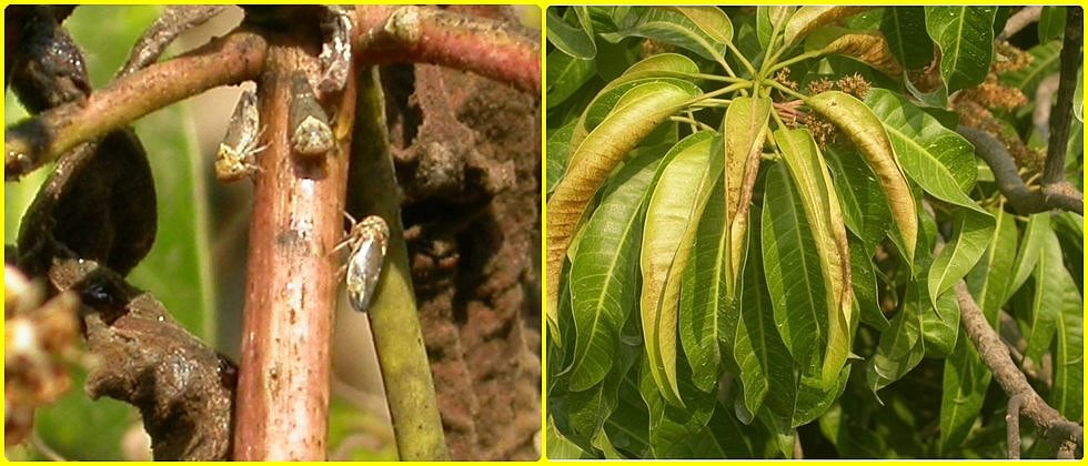 Mango Management : आंबा बागेतील मोहर, फळगळ कशी रोखाल ?|How do you stop ...