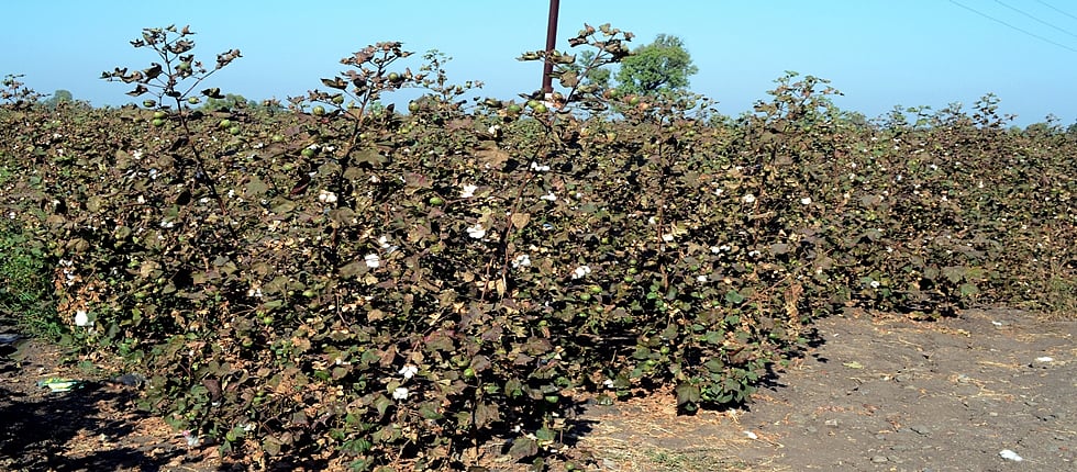 दरांवरील दबाव, बोंड अळीमुळे फरदड कापूस काढला|Pressure on rates, removal ...