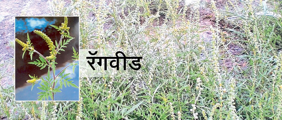 विषारी `रॅगवीड’ तणाचा महाराष्ट्रात शिरकाव