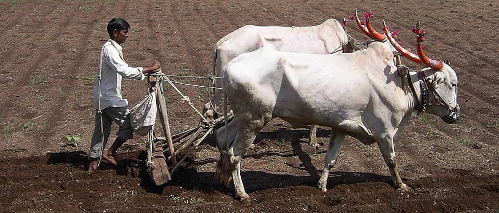 Rabi Crop | पाच जिल्ह्यांत १३ लाख ९ हजार हेक्टरवर रब्बी पिके | Rabi ...