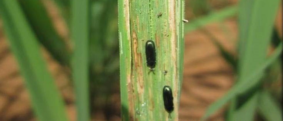 How do you control pests and diseases on rice crop?