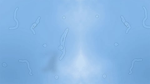 ظاهرة الذباب الطائر