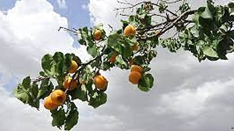 جمال مزارع المشمش في الطائف