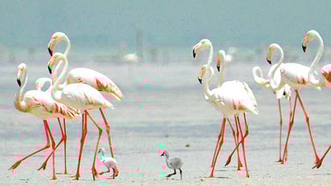 محمية الفلامنجو