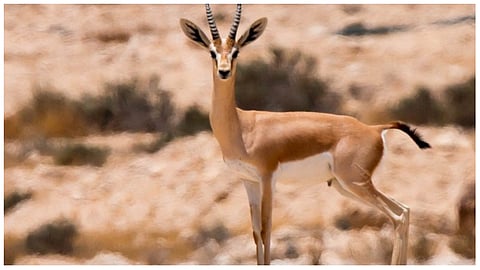 محمية الإمام تركي بن عبدالله الملكية
