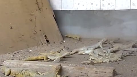 محمية للاتجار بحيوان الضب 