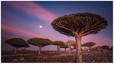 شجرة تنين سقطري