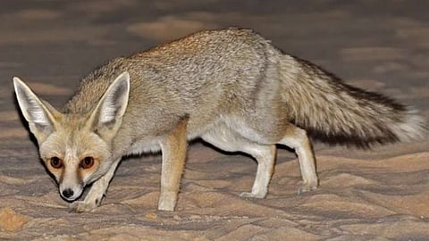الثعلب الرملي