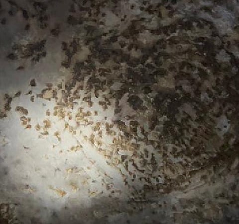 قصر الخفافيش