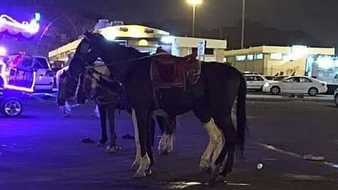 سقوط طفلة على ظهر حصان 
