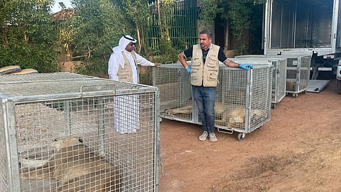  ضبط مواطن بحوزته 8 أسود