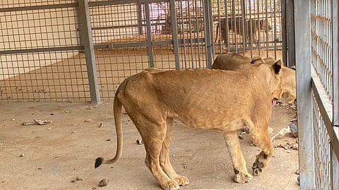 السيطرة على 4 أسود 