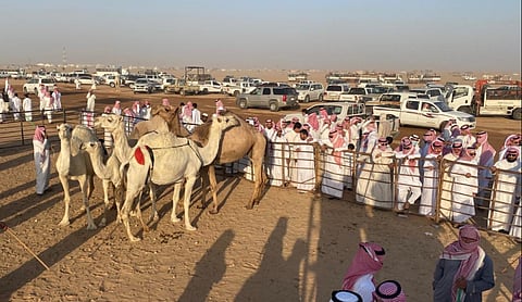 مهرجان مزاد الإبل بضرية - أرشيفية