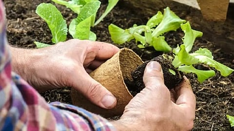 أعمال البستنة