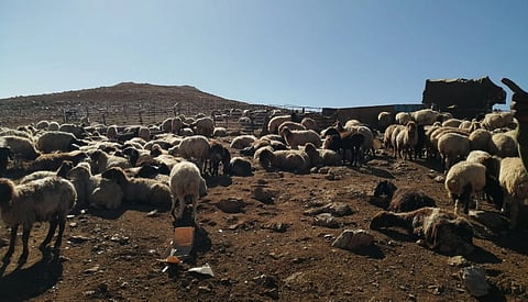 المواشي المملوكة لغير السعوديين