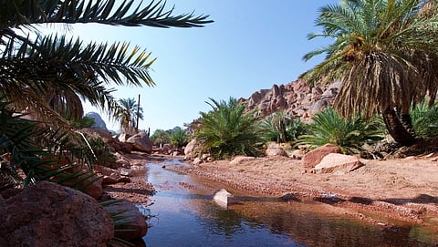 محمية الملك سلمان