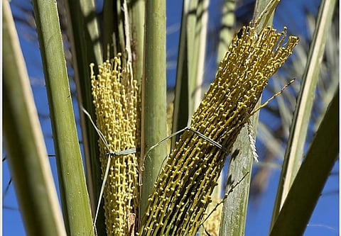 تلقيح النخيل في نجران 