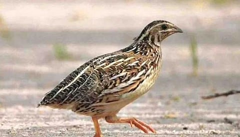 طائر القطا المخطط