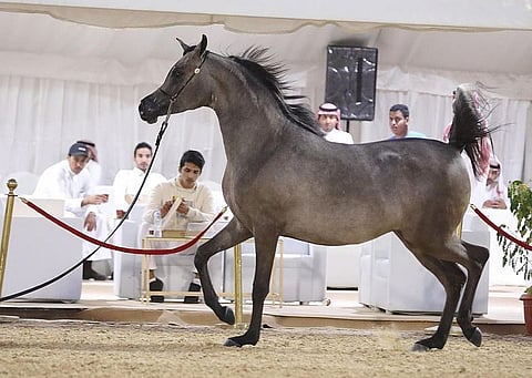 بطولة جمال الخيل العربية الأصيلة - أرشيفية