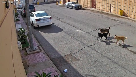 أهالي البكيرية يعانون من الكلاب الضالة