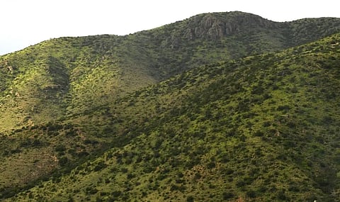  الإمطار تحول عسير إلى لوحات خضراء في السهل والجبل