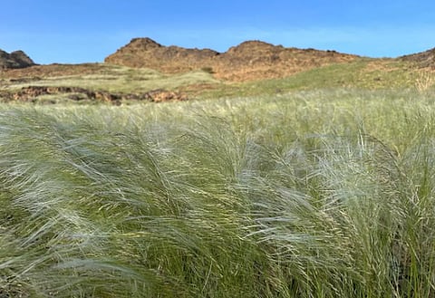 متنزهات نجران