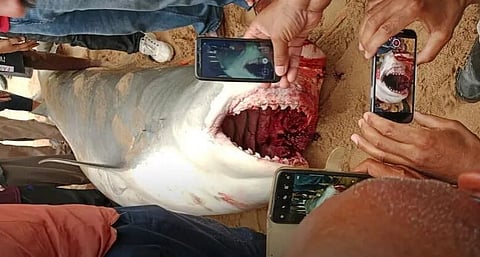 قرش الغردقة