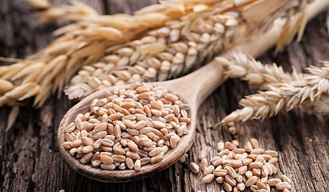 القمح الغذائي