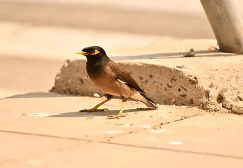 طائر - أرشيفية