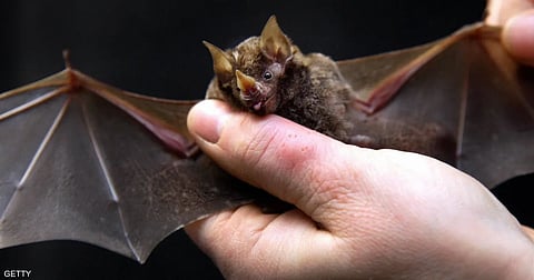 ما هي  أنواع الخفافيش وأماكن انتشارها في المملكة؟
