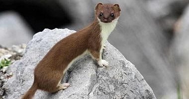  الهرم الغذائي للعديد من المفترسات والجوارح.. 5 معلومات عن القوارض