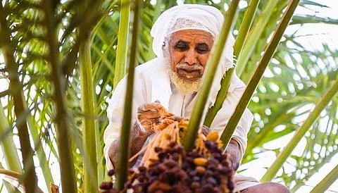 جني بواكير الرطب