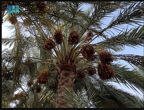 النخيل بمحافظة الخرج  