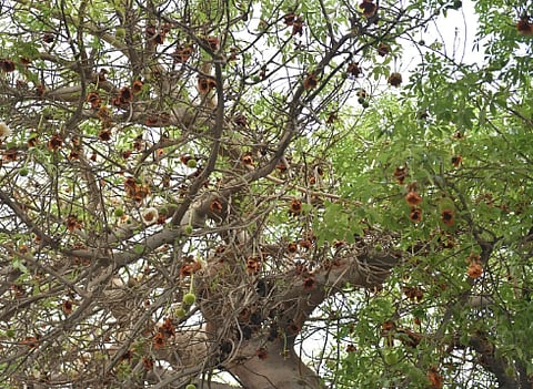 شجرة "الباوباب"