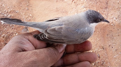 طيور الدخل
