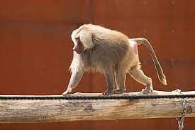 قرد البابون
