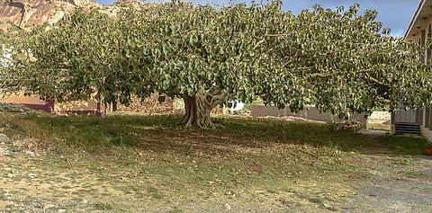 شجرة الرقاع