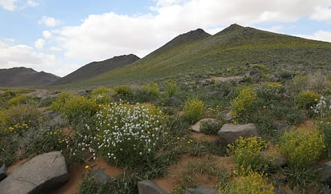 حرة الحرة 