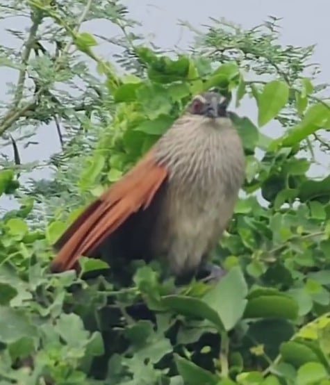 الكوكال المتغطرس