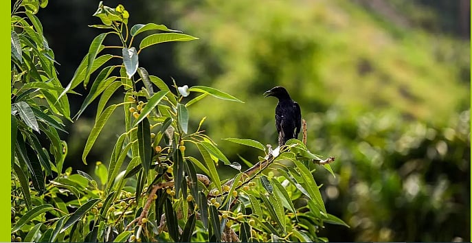 محافظات القطاع التهامي تتهيأ لمهرجان شتاء الباحة