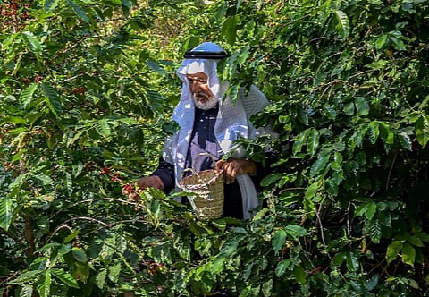 زراعة البن الشدوي