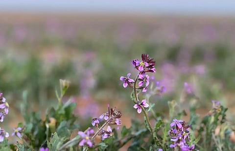 زهرة الخزامى