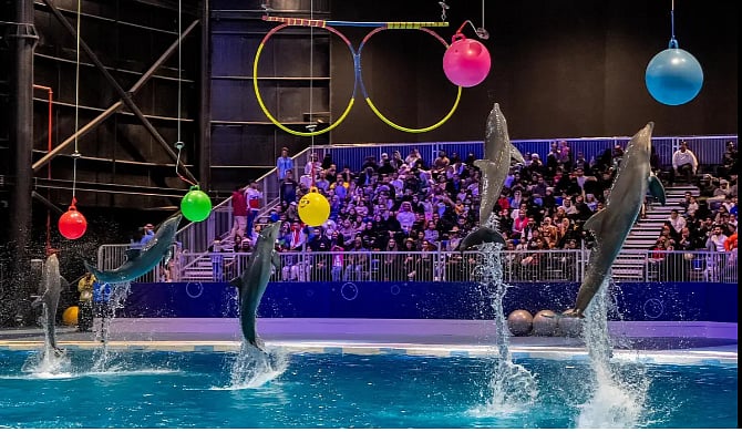 تجربة الدلافين تجذب زوار بوليفارد وورلد في عروض مبهرة