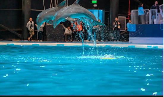 تجربة الدلافين تجذب زوار بوليفارد وورلد في عروض مبهرة