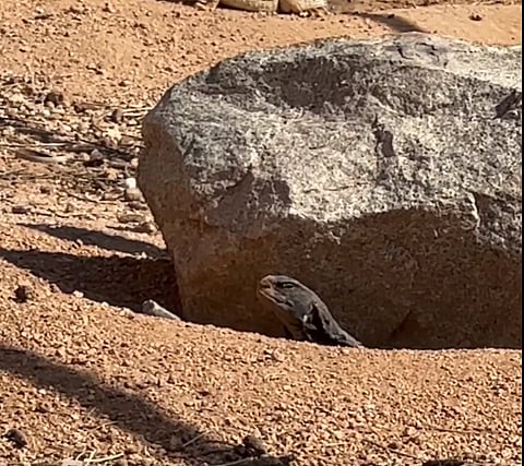 مزرعة الضبان